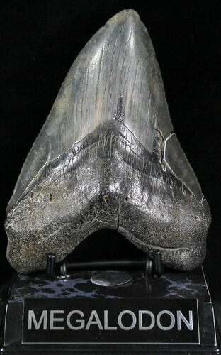 Large Fossil Megalodon Tooth - South Carolina #28733